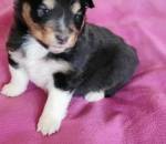 Šeltie - sheltie, pejsci s PP
